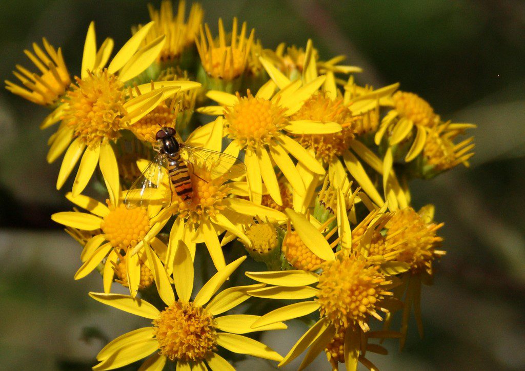 The woodland rides are also buzzing with Hover Flies