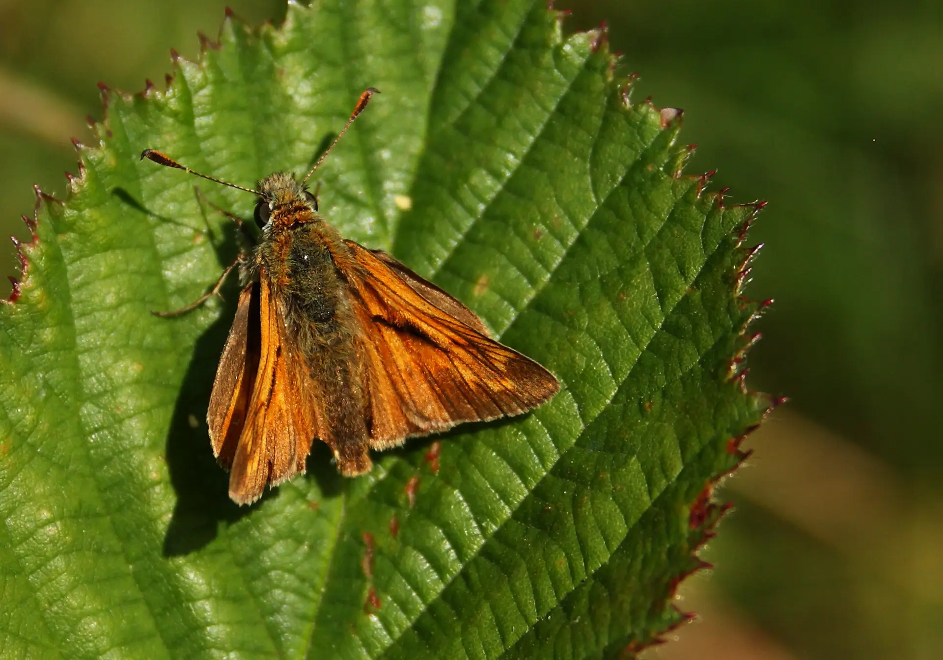 Late July sunshine sees wildflowers, insects and butterflies spring into life