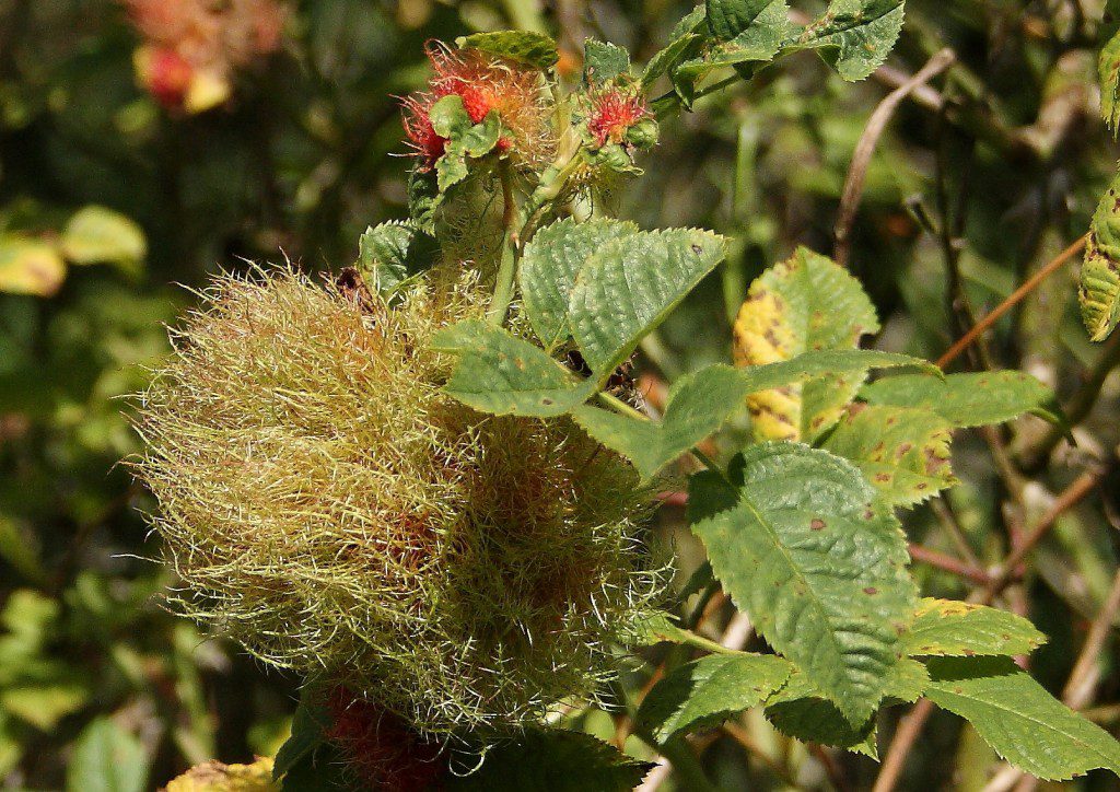This is a Robin’s Pincushion, also known as Bedeguar Gall. They can be found on the stems of wild roses such as Dog Roses and vary in colour from green to bright scarlet. The rose produces this gall for the larvae of a tiny gall wasp (Diplolepis rosae). The larvae develop into grubs, each in its own chamber within the gall, these grubs feed on the host plant throughout the winter and emerge as adults in spring.