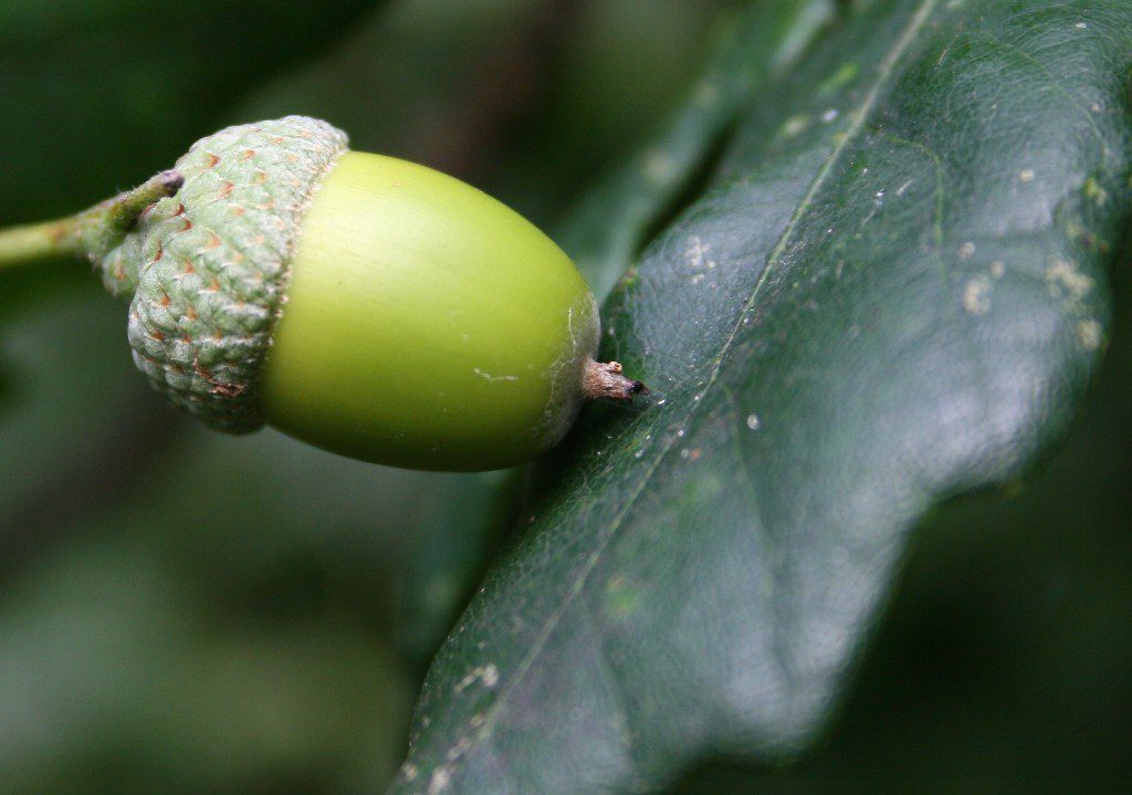 A few of our oak trees in Cabin Wood are now mature enough to have formed acorns – no doubt the squirrels will be pleased.