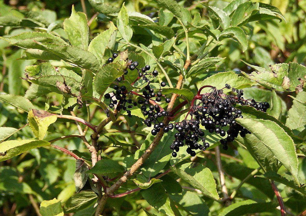 ...as are Elderberries.