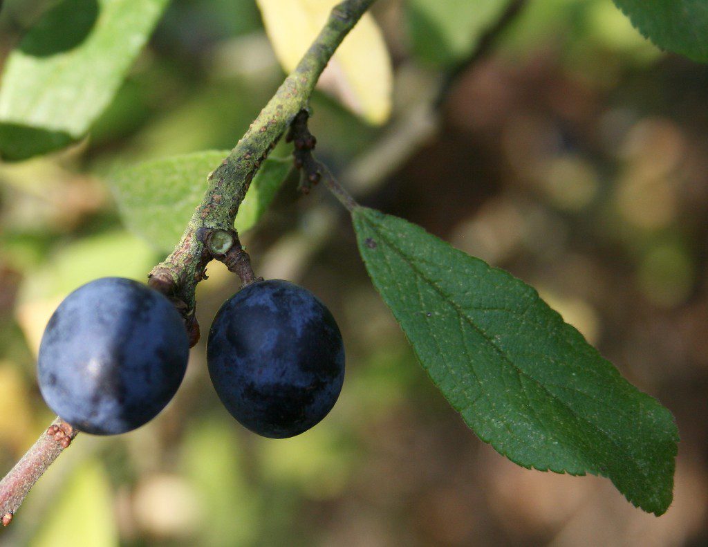 Sloes are ripening all across the Reserve....
