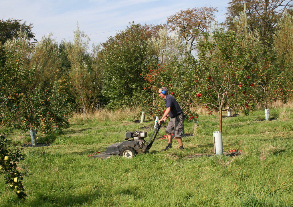 Preparations are under way for Apple Day on 12th October