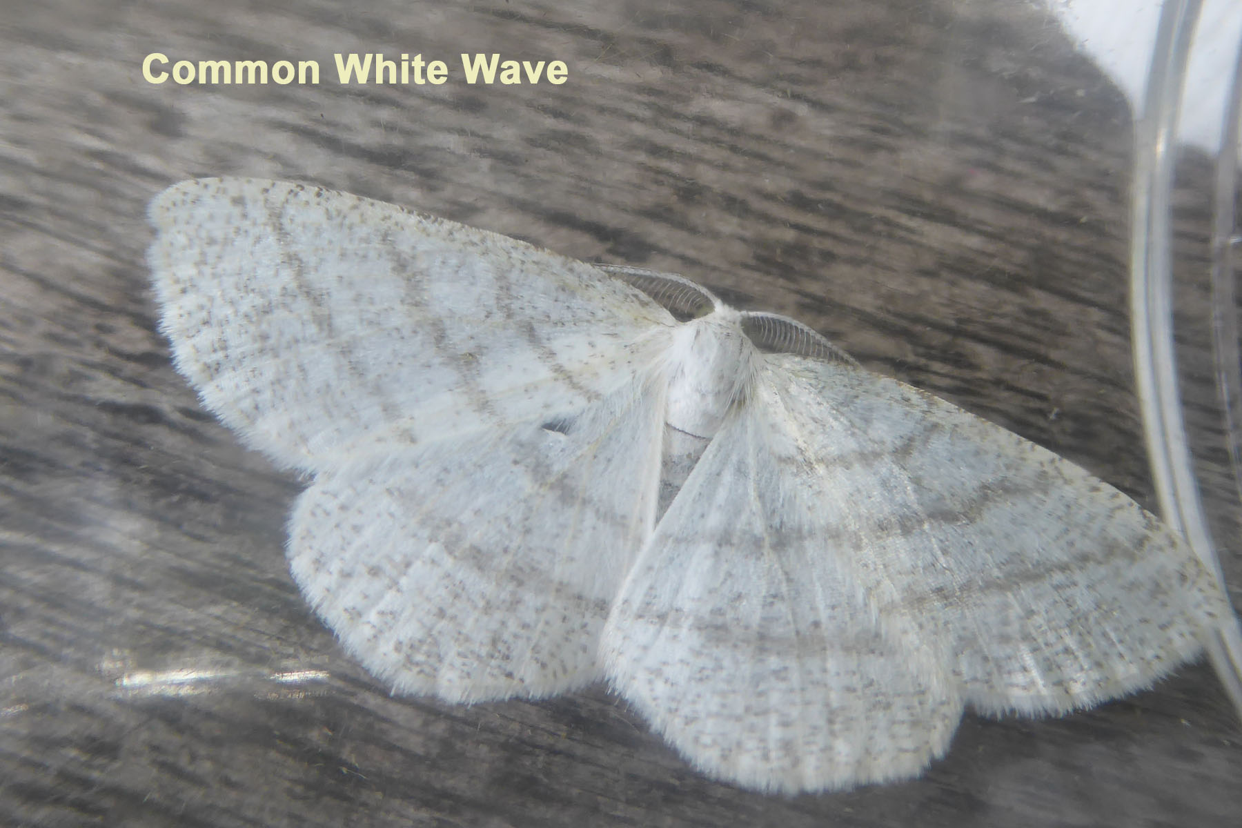 Heralds, Grey Daggers and Mother of Pearl – it can only be more moths ...